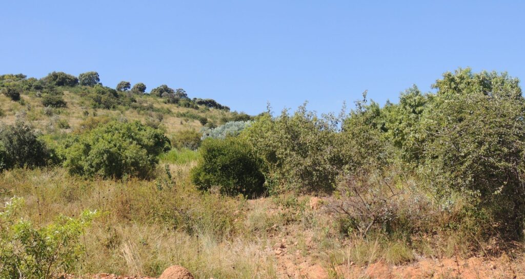 Hillside in Klapperkop Nature Reserve, Pretoria