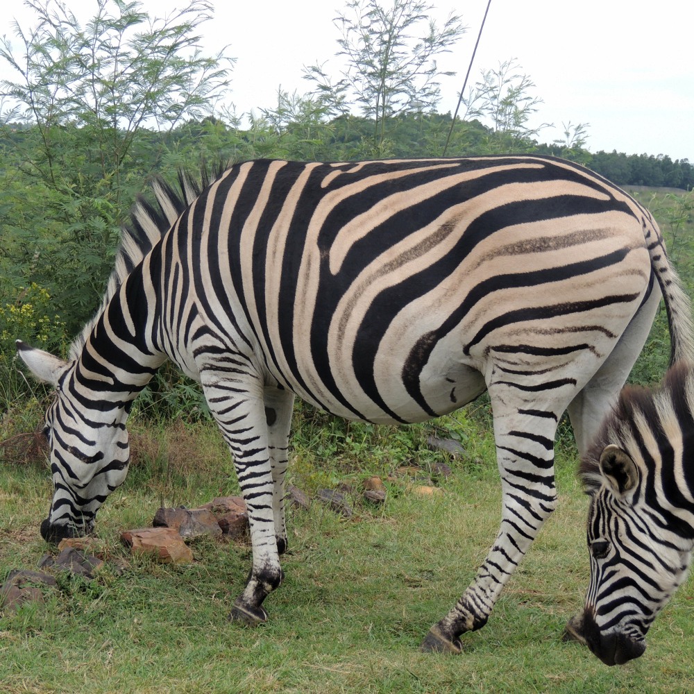 A Plains Zebra at Klapperkop Nature Reserve