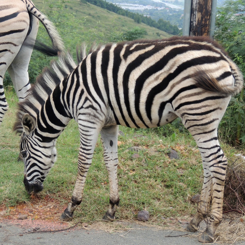 A Plains Zebra at Klapperkop Nature Reserve
