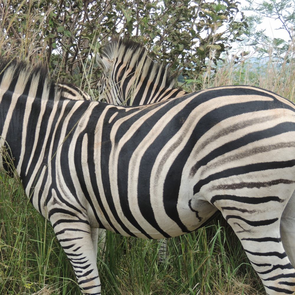 A Plains Zebra at Klapperkop Nature Reserve