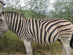 A Plains Zebra at Klapperkop Nature Reserve
