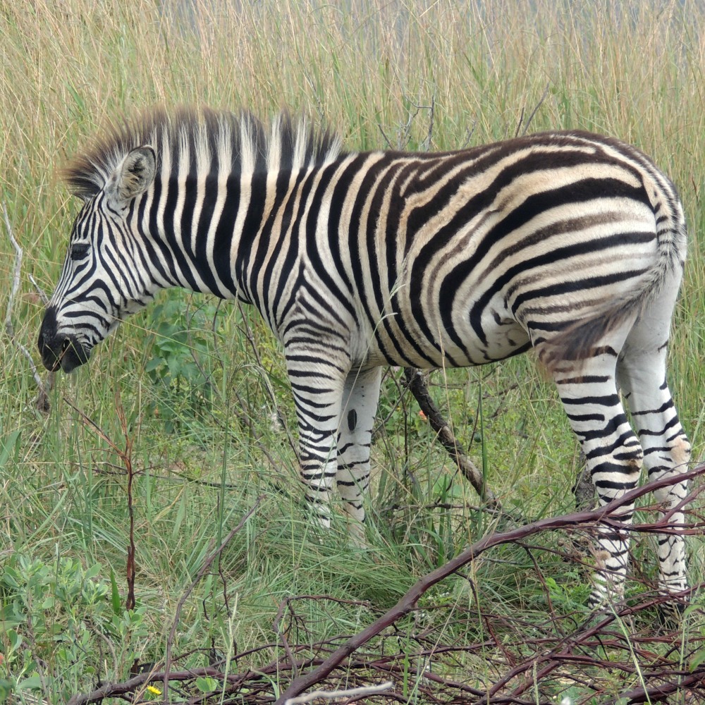 A Plains Zebra at Klapperkop Nature Reserve