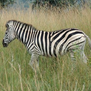 A Plains Zebra at Klapperkop Nature Reserve