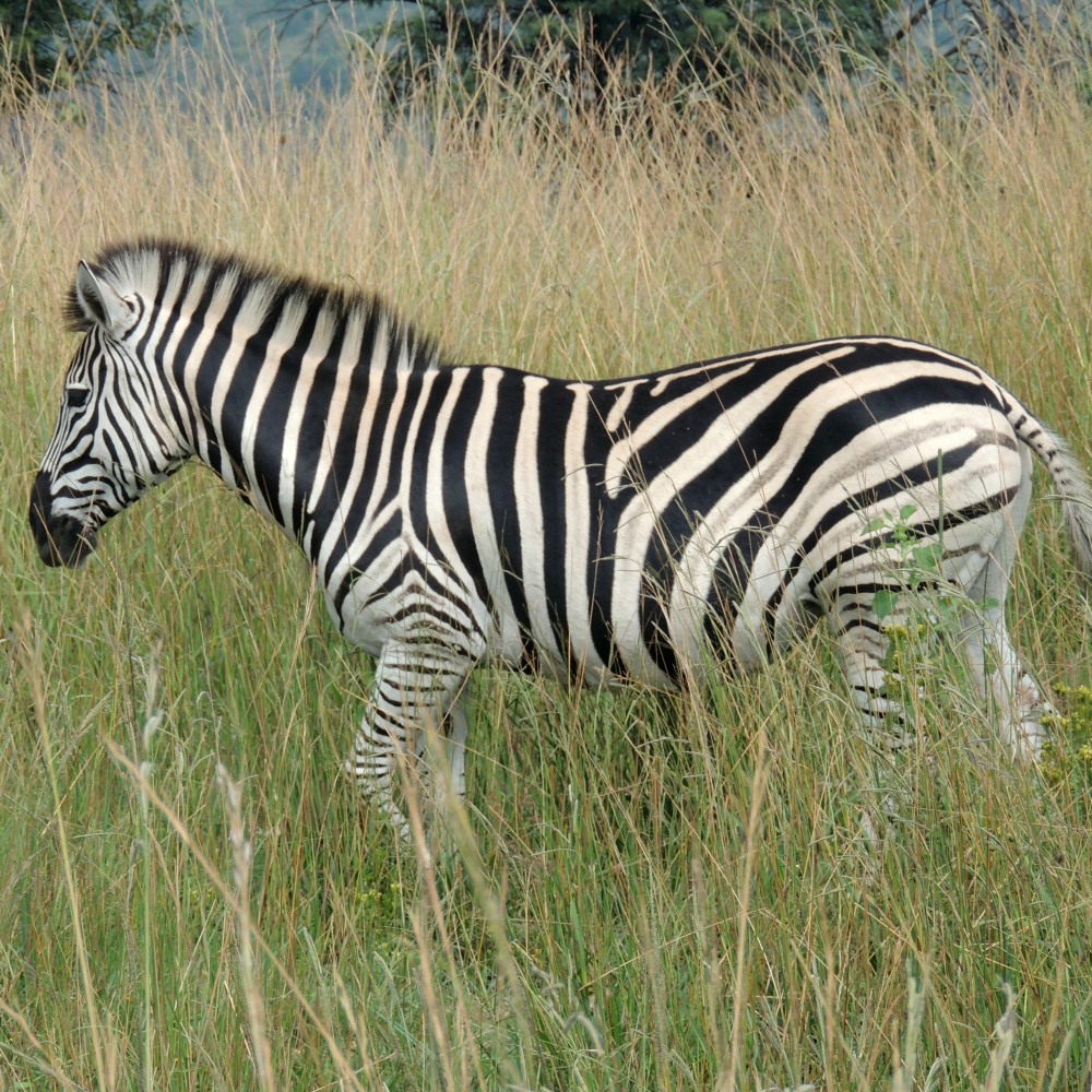 A Plains Zebra at Klapperkop Nature Reserve
