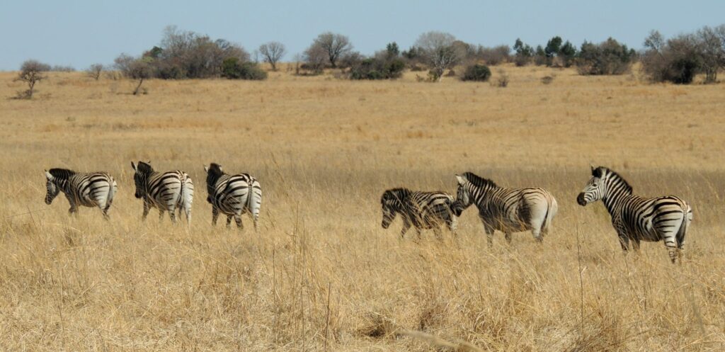A herd of Plains Zebra at Rietvlei Nature Reserve