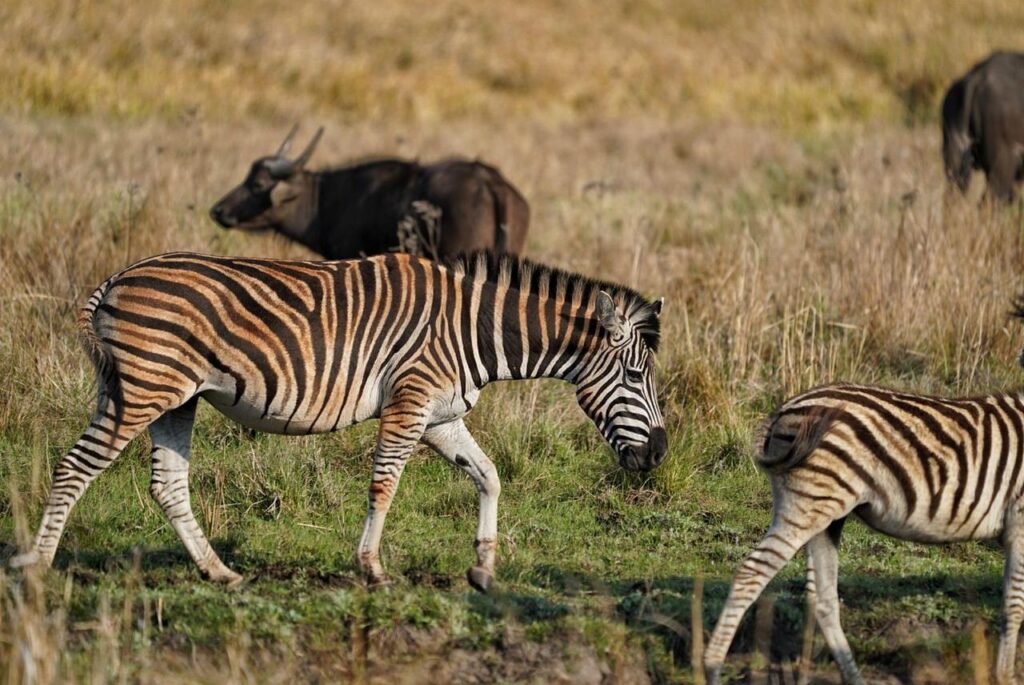 Plains Zebras at Nambiti Private Game Reserve