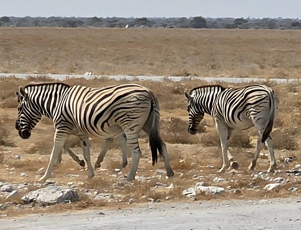 Plains Zebras in Etosha National Park