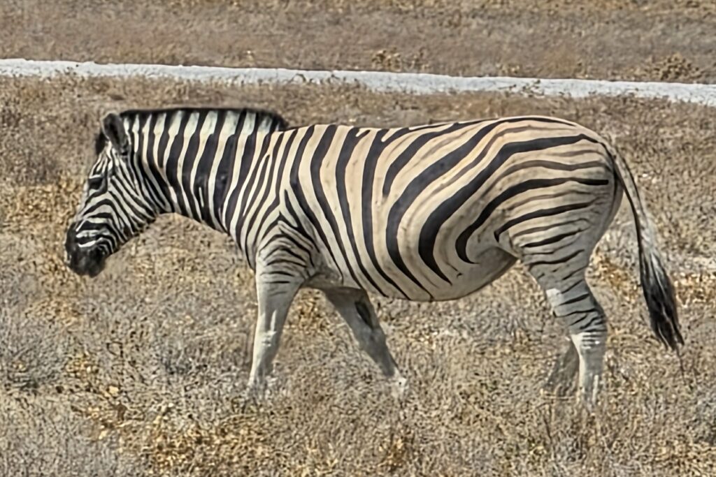 Zebra in the eastern region of Etosha National Park