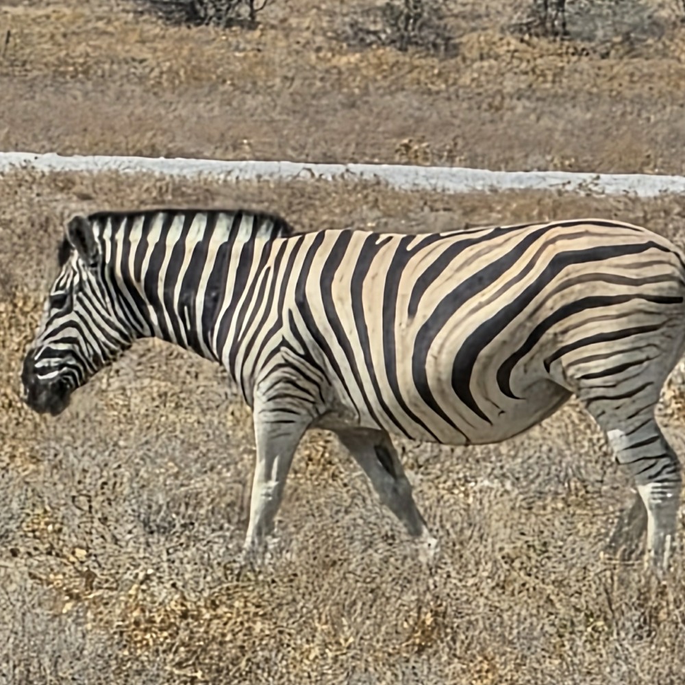 Zebra in the eastern region of Etosha National Park