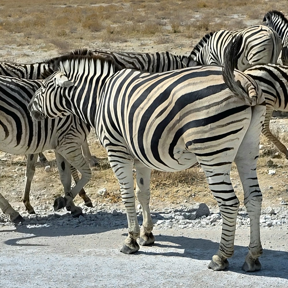 Zebra in the eastern region of Etosha National Park