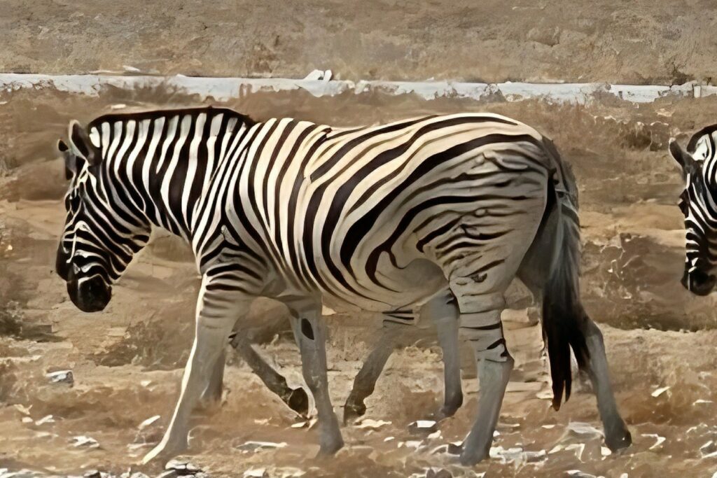 Zebra in the eastern region of Etosha National Park
