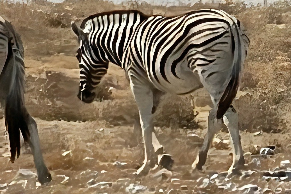 Zebra in the eastern region of Etosha National Park