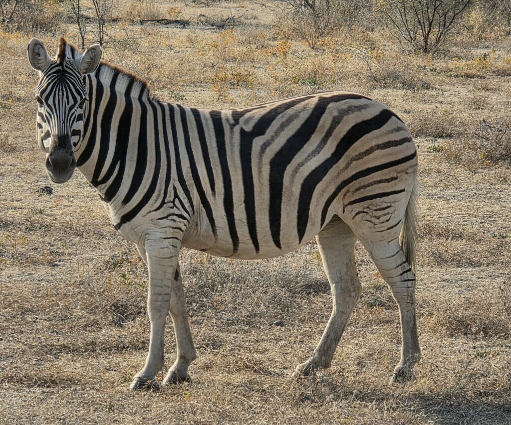 A Plains Zebra in Etosha National Park