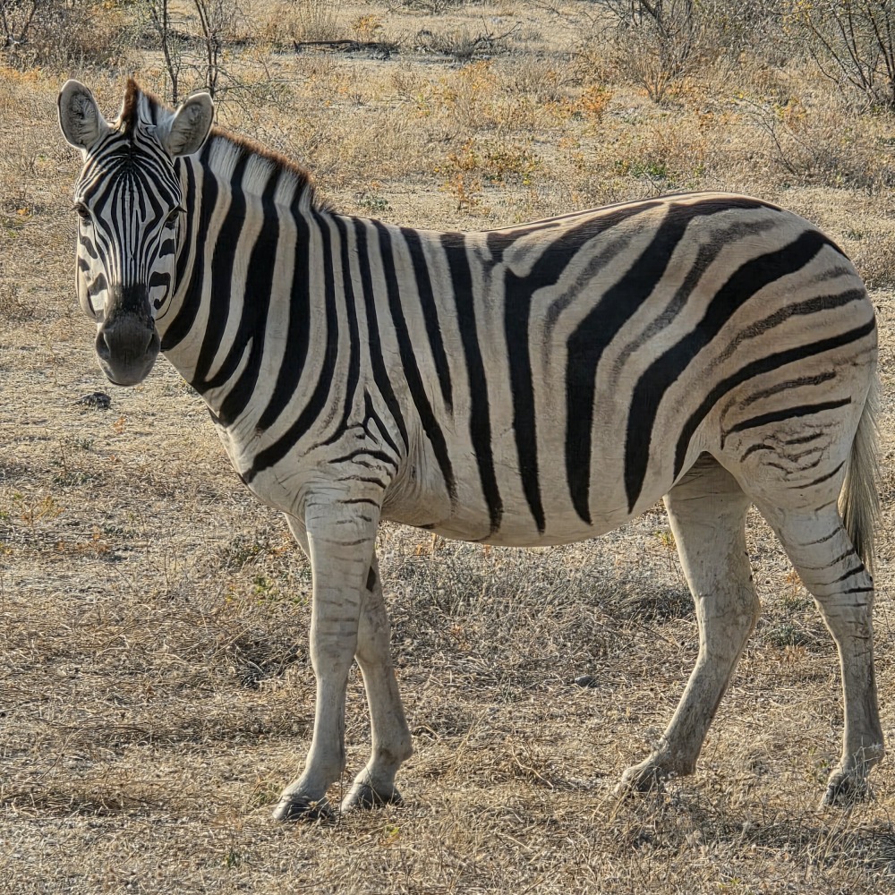 A Plains Zebra in Etosha National Park