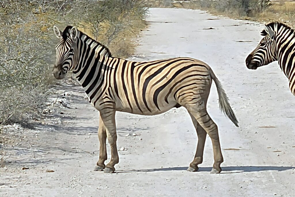 A Plains Zebra in Etosha National Park