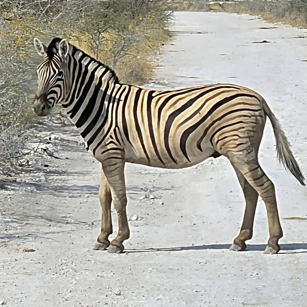 A Plains Zebra in Etosha National Park