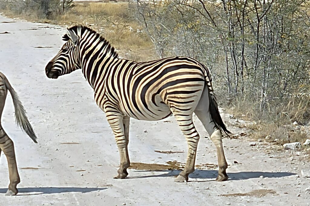 A Plains Zebra in Etosha National Park