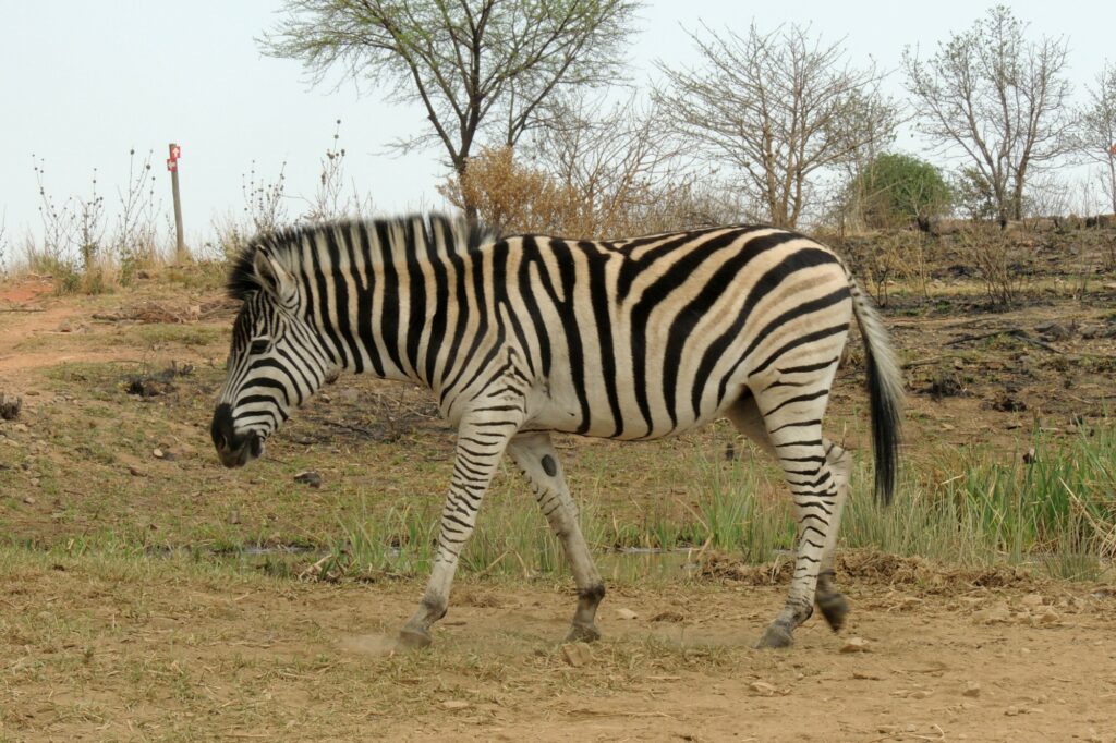 A Plains Zabra at Klapperkop Nature Reserve