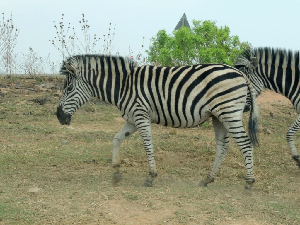 A Plains Zabra at Klapperkop Nature Reserve