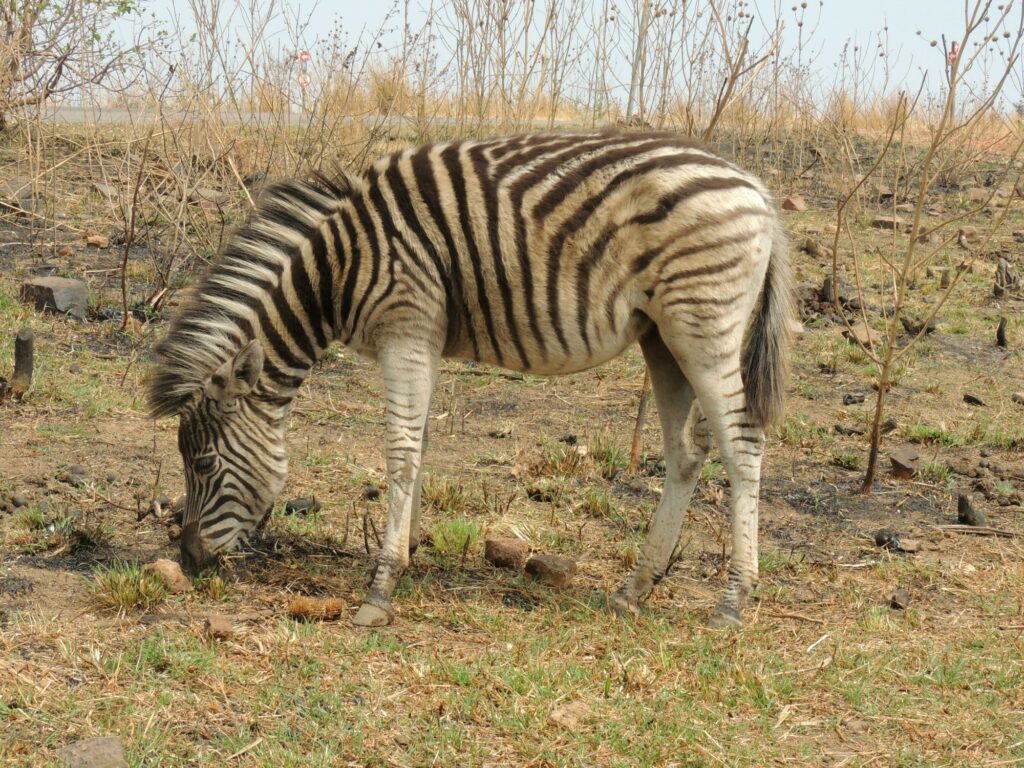 A Plains Zabra at Klapperkop Nature Reserve