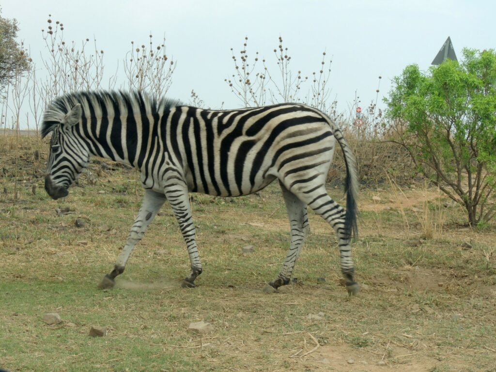 A Plains Zabra at Klapperkop Nature Reserve