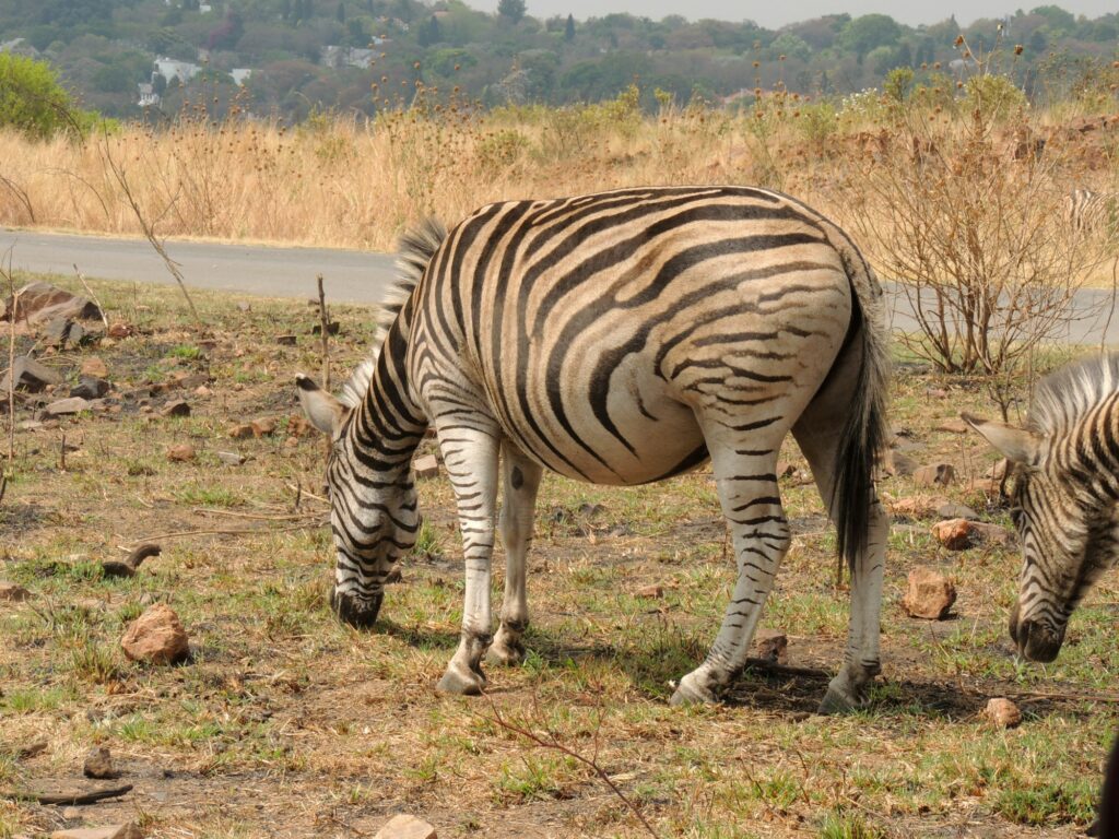 A Plains Zabra at Klapperkop Nature Reserve