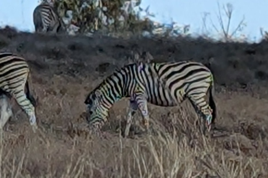 A zebra at Millstream Farm