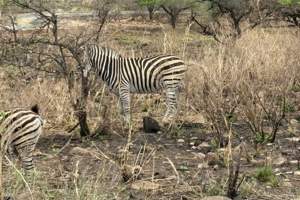 Plains Zebra at Nambiti Private Game Reserve