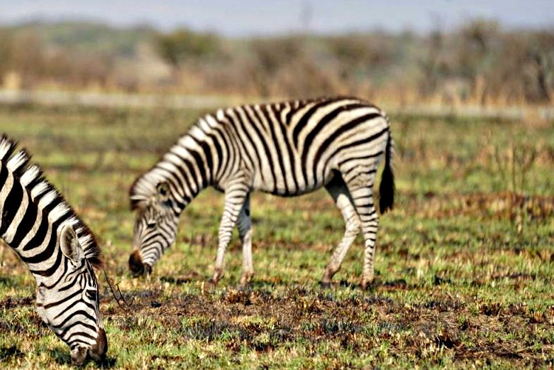 Plains Zebra at Nambiti Private Game Reserve