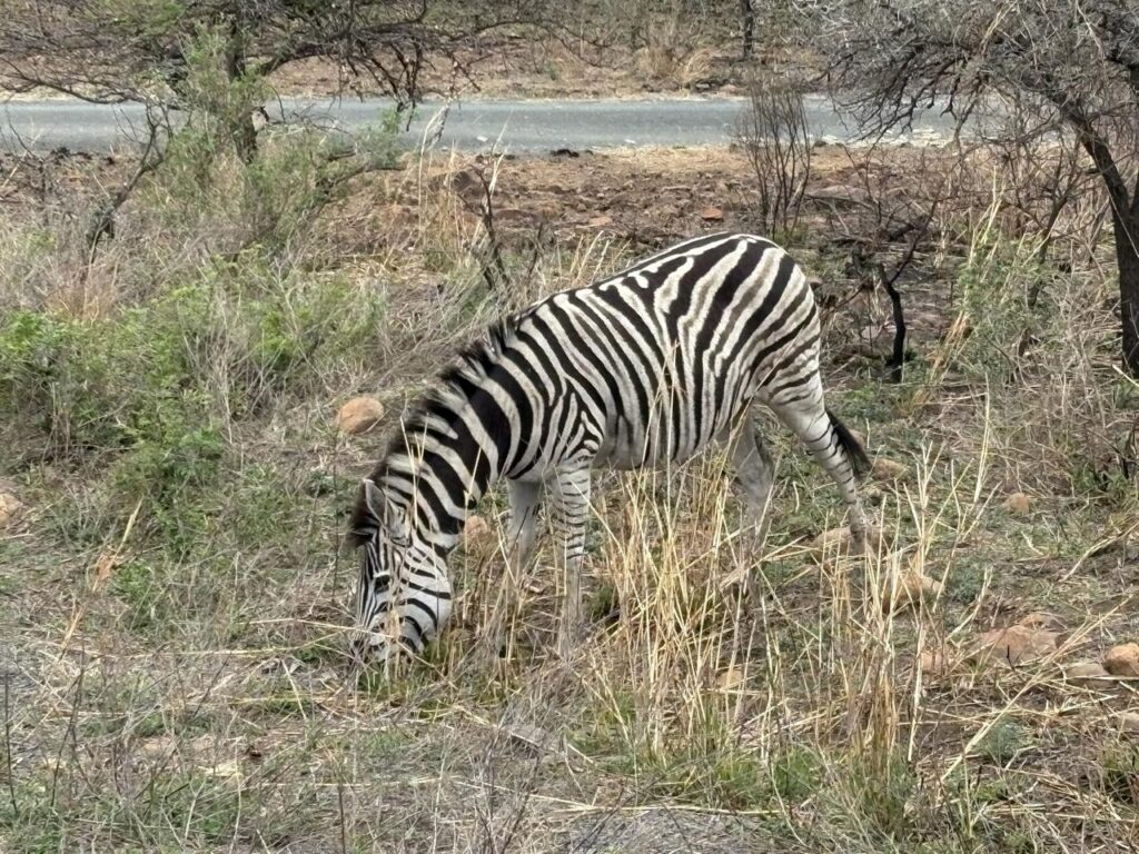 Plains Zebra at Nambiti Private Game Reserve
