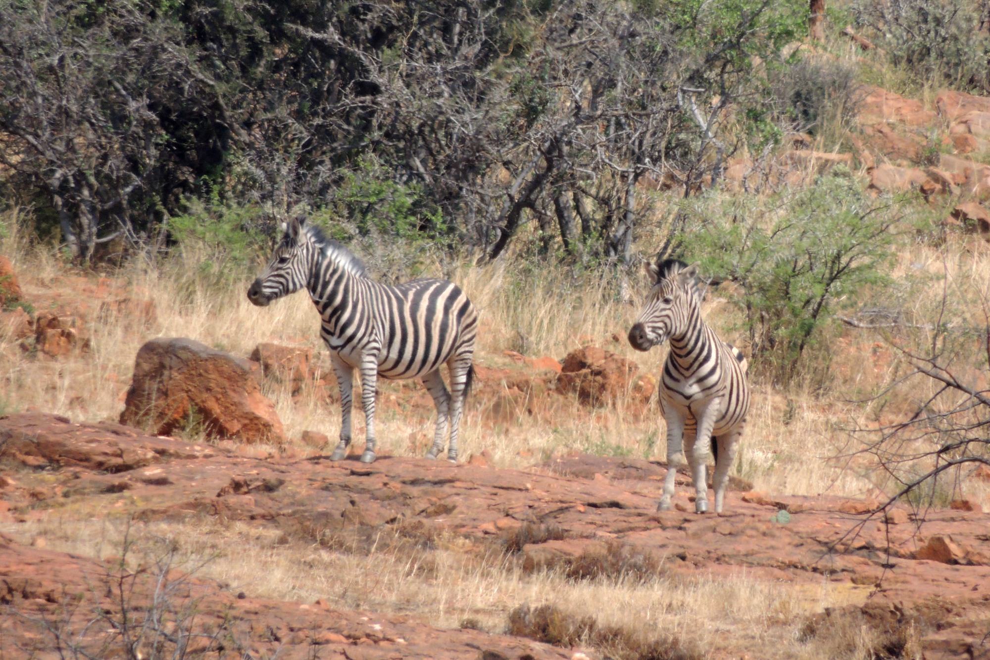 Zebras at Suikerbosrand Nature Reserve