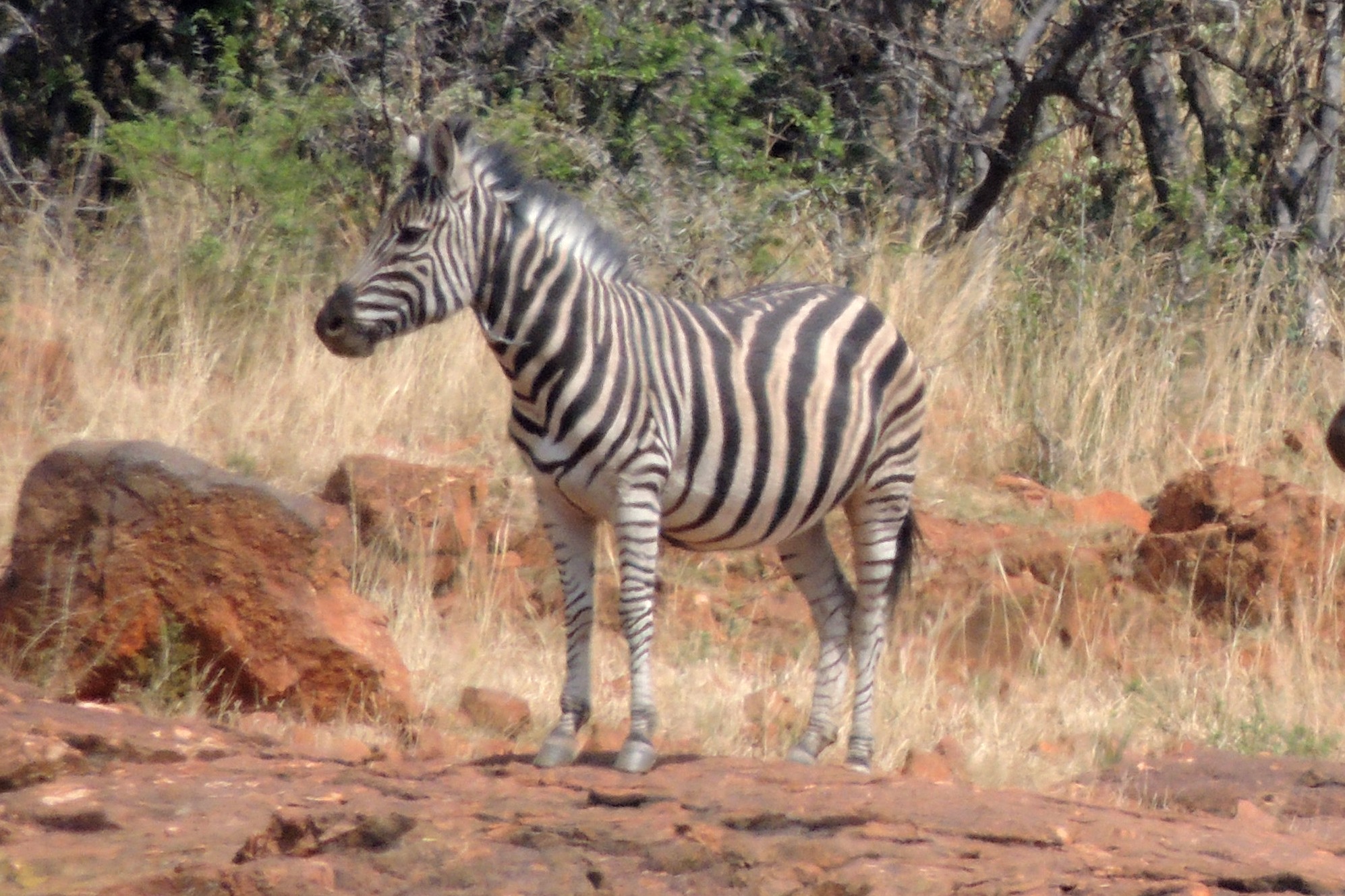 A Plains Zebra at Suikerbosrand Nature Reserve