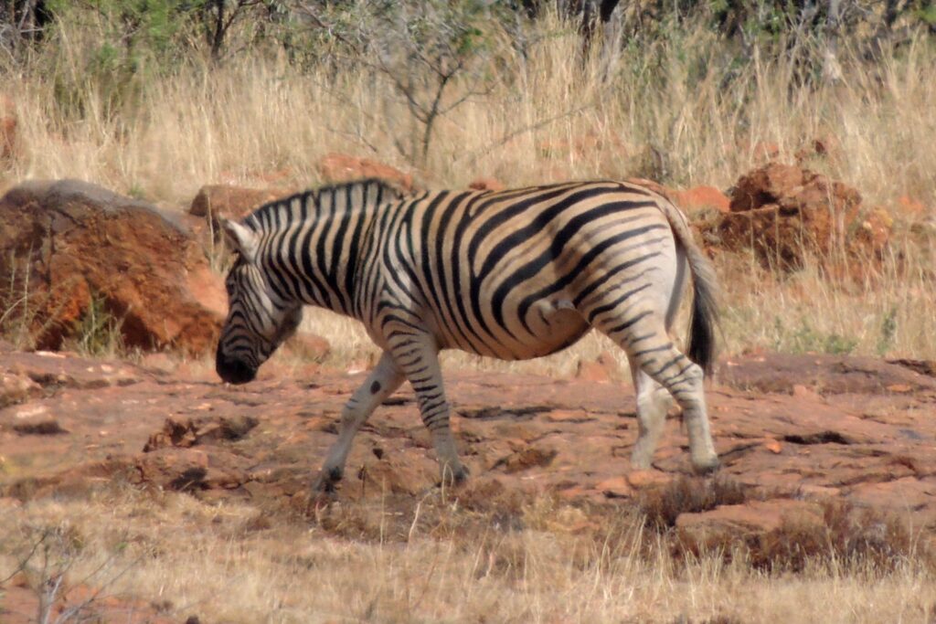 A Plains Zebra at Suikerbosrand Nature Reserve