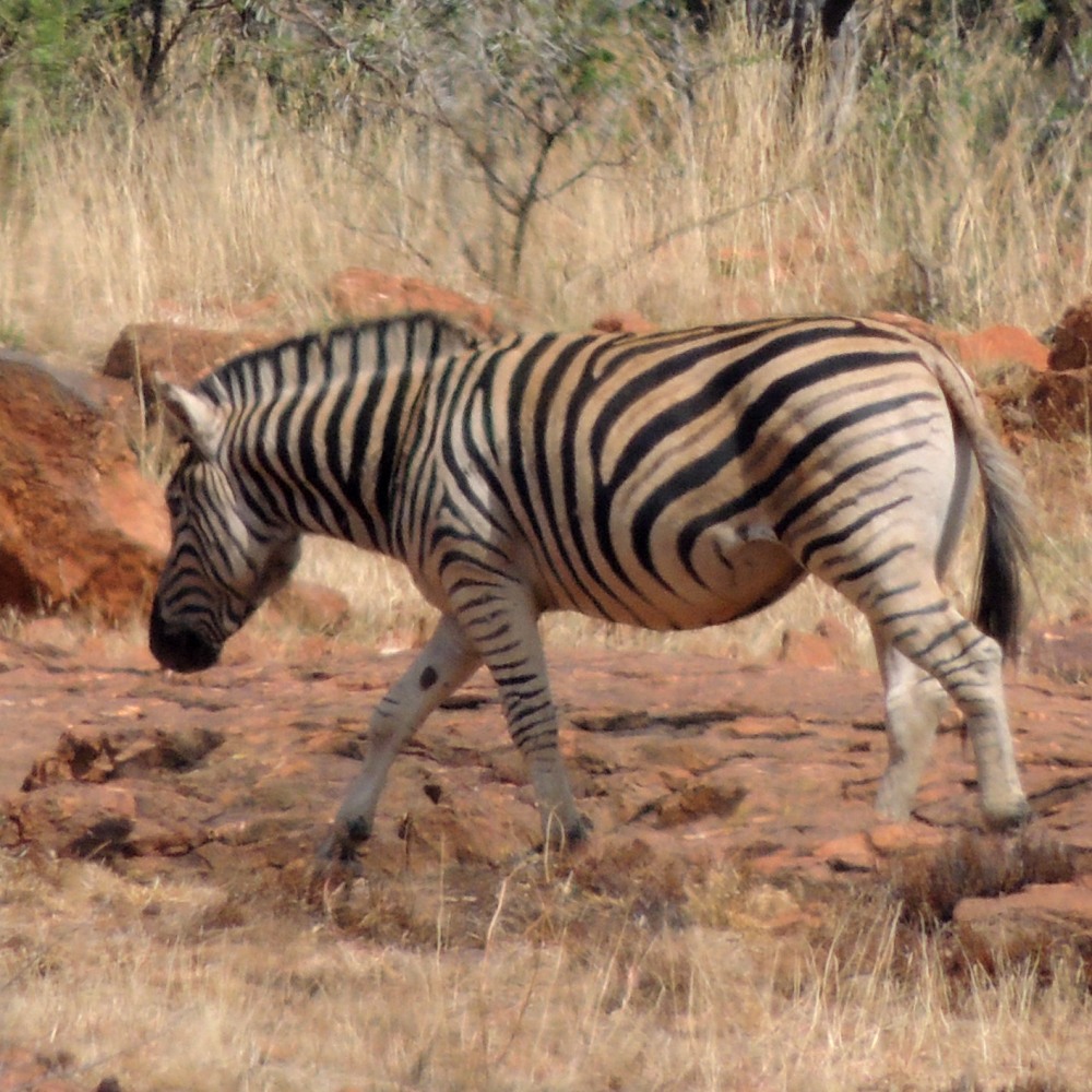 A Plains Zebra at Suikerbosrand Nature Reserve