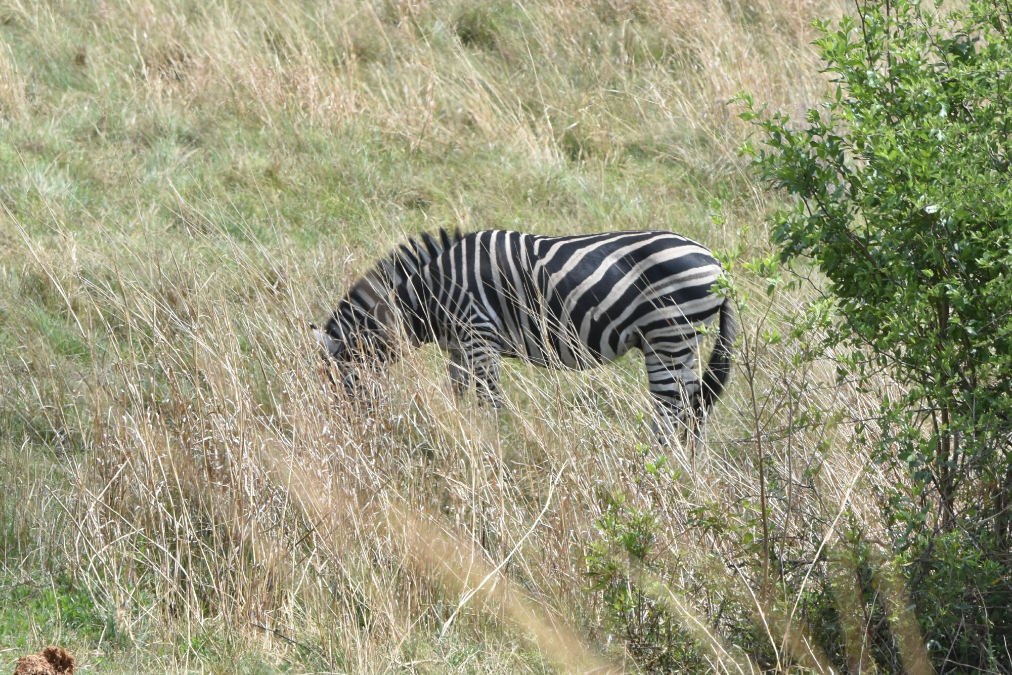 A Plains Zebra in Pilanesberg Game Reserve
