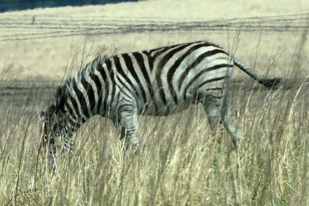 Photo of a young male zebra that has been kicked out its family group