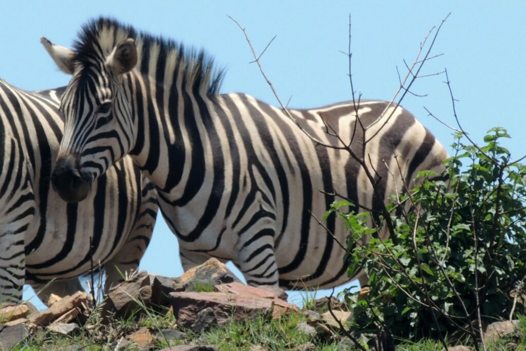 A Plains Zebra in Klapperkop Nature Reserve, Pretoria, South Africa