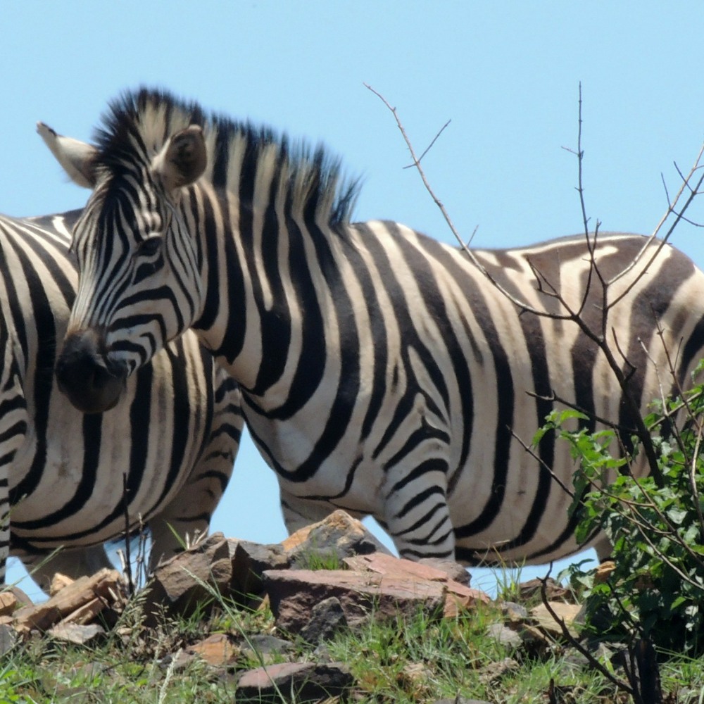 A Plains Zebra in Klapperkop Nature Reserve, Pretoria, South Africa