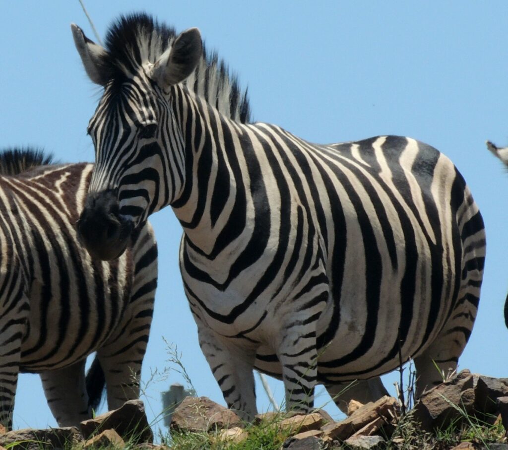 A Plains Zebra in Klapperkop Nature Reserve, Pretoria, South Africa