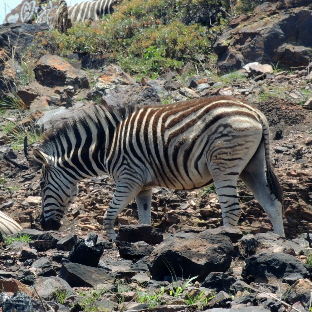 A Plains Zebra in Klapperkop Nature Reserve, Pretoria, South Africa