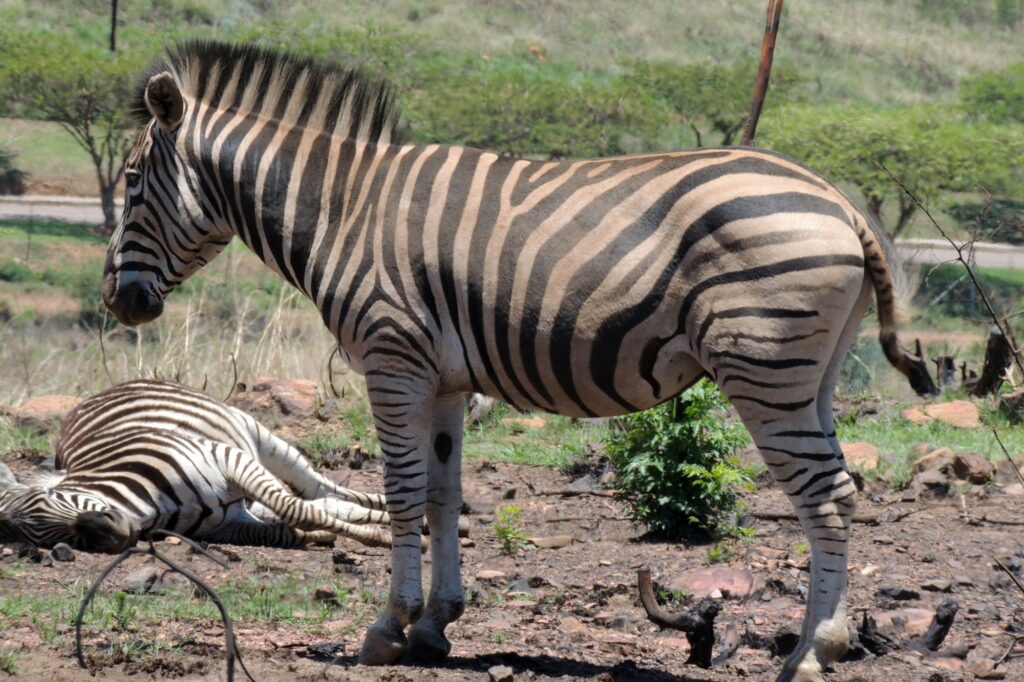 A Plains Zebra in Klapperkop Nature Reserve, Pretoria, South Africa