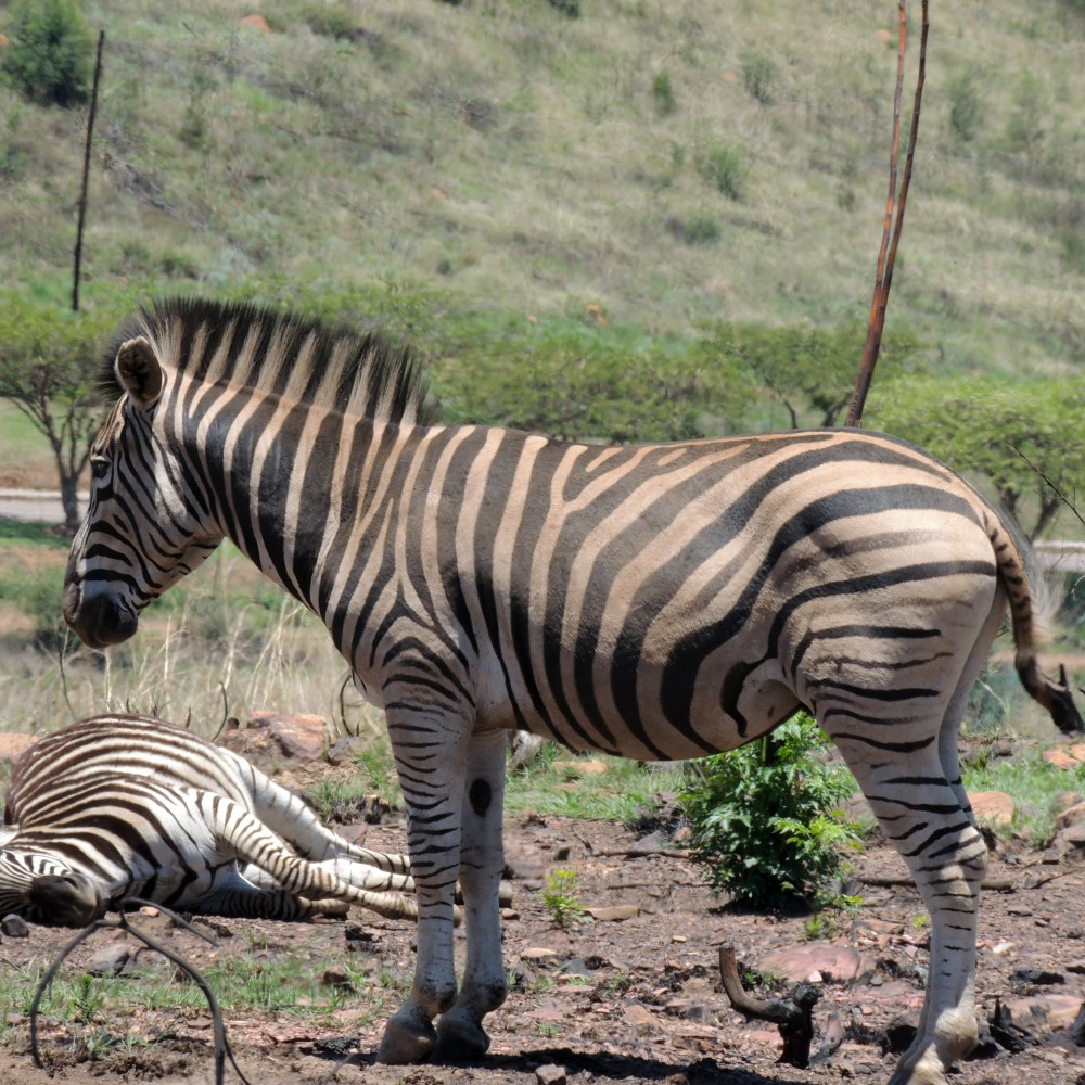 A Plains Zebra in Klapperkop Nature Reserve, Pretoria, South Africa