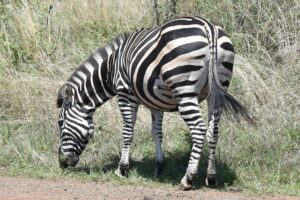 A member of the Pilanesberg Khaki herd 21 November 2025
