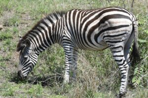 A member of the Pilanesberg Khaki herd 21 November 2025
