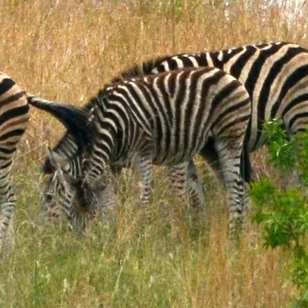 Pilanesberg Game Reserve on 20 November 2025