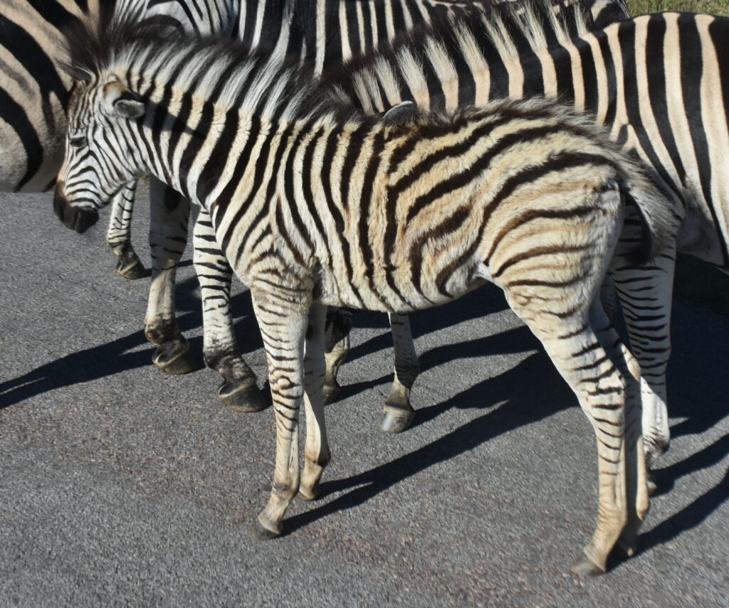 A Plains Zebra foal at Klapperkop Nature Reserve