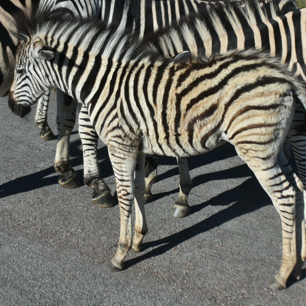 A Plains Zebra foal at Klapperkop Nature Reserve