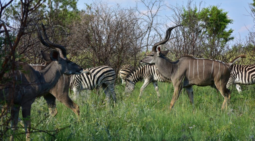 Kudu and Zebras at Roodeplaat Dam Nature Reserve