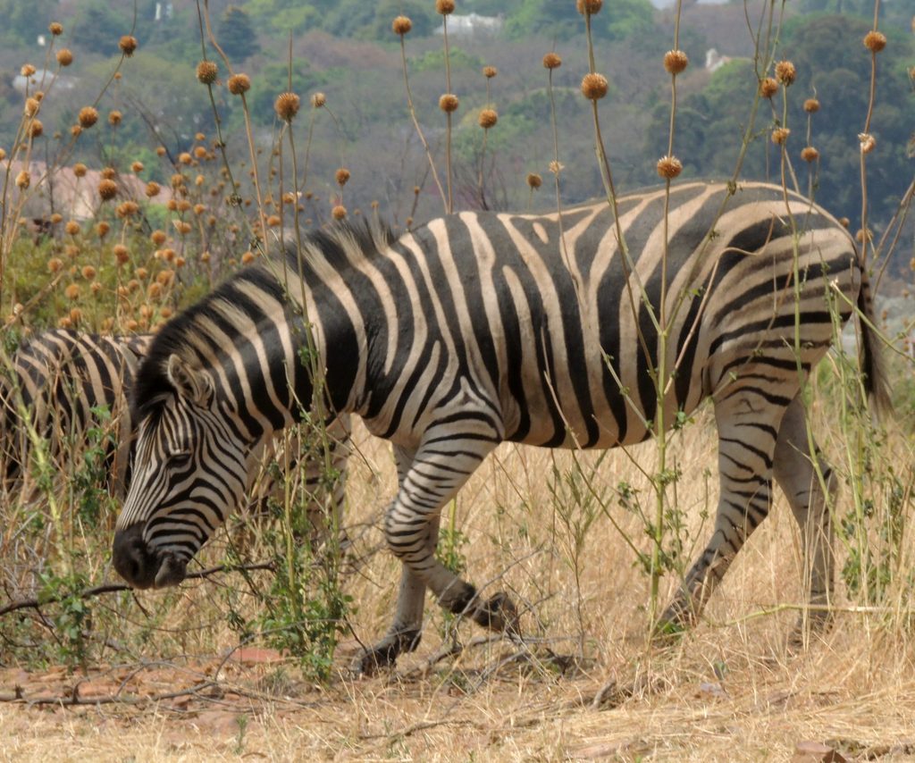 Zebra of the Week as seen on 14th September 2025